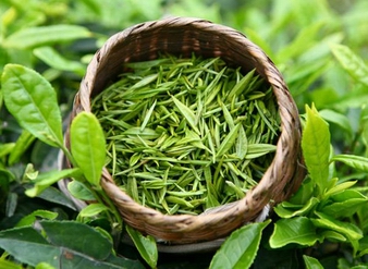 水溶性天然绿茶提取物，水溶性天然绿茶粉