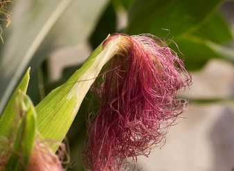 玉米须提取物 Corn Stigma P.E.